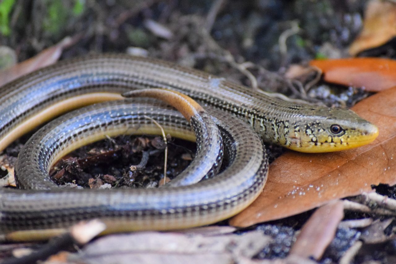Lizards of South Carolina | South Carolina Partners in Amphibian and