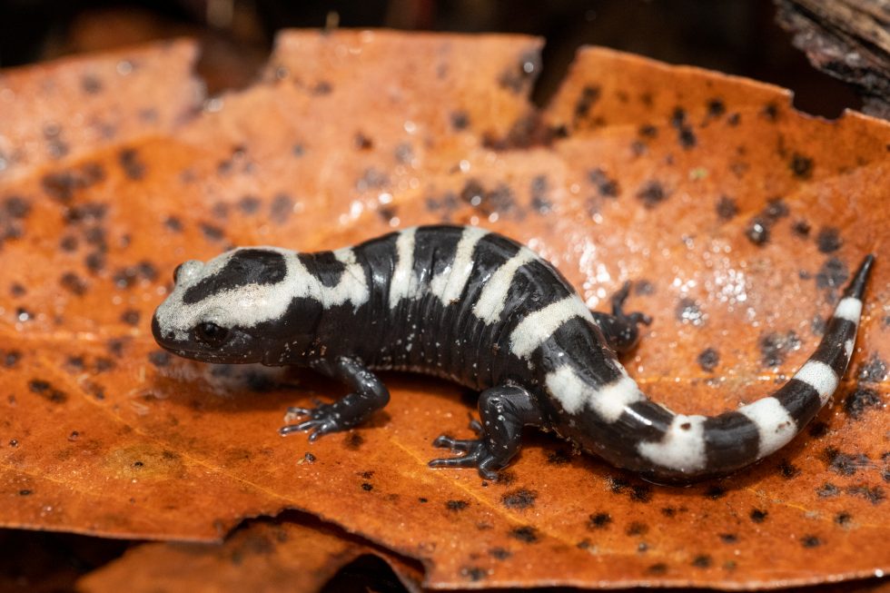 Salamanders of South Carolina | South Carolina Partners in Amphibian