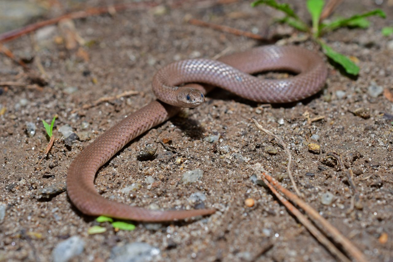 Snakes of South Carolina South Carolina Partners in Amphibian and