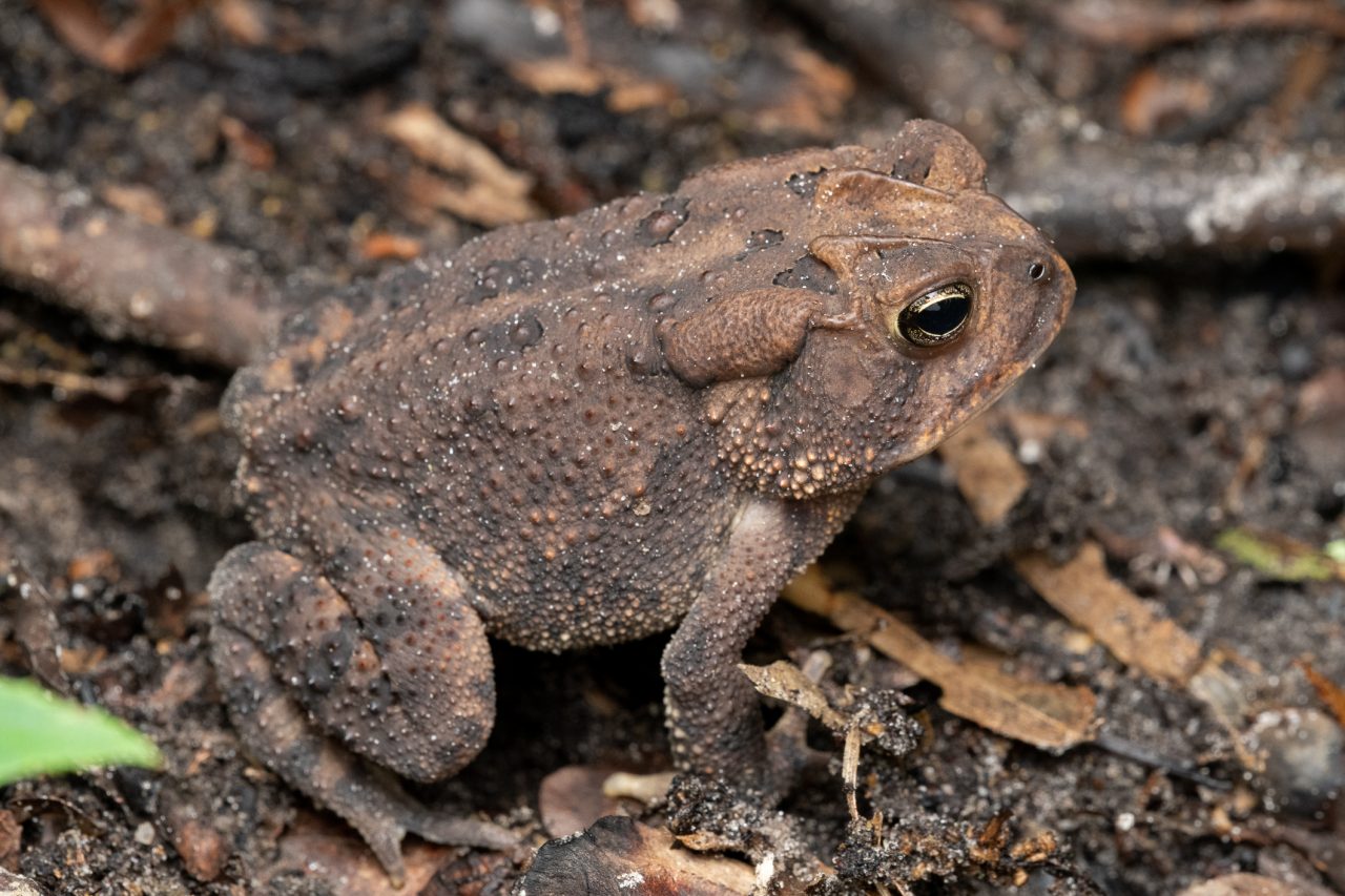 Frogs and Toads of South Carolina | South Carolina Partners in ...