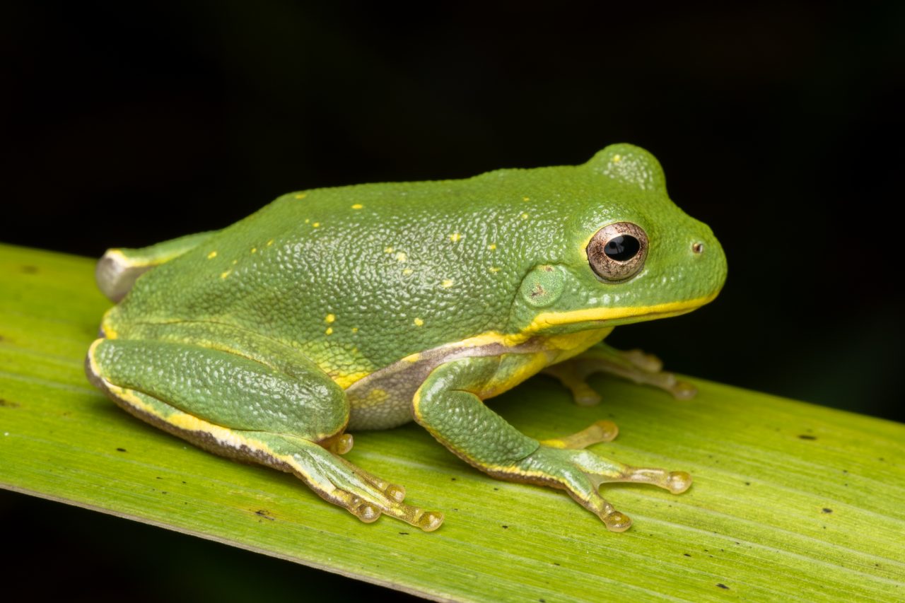 Frogs and Toads of South Carolina South Carolina Partners in Amphibian and Reptile Conservation